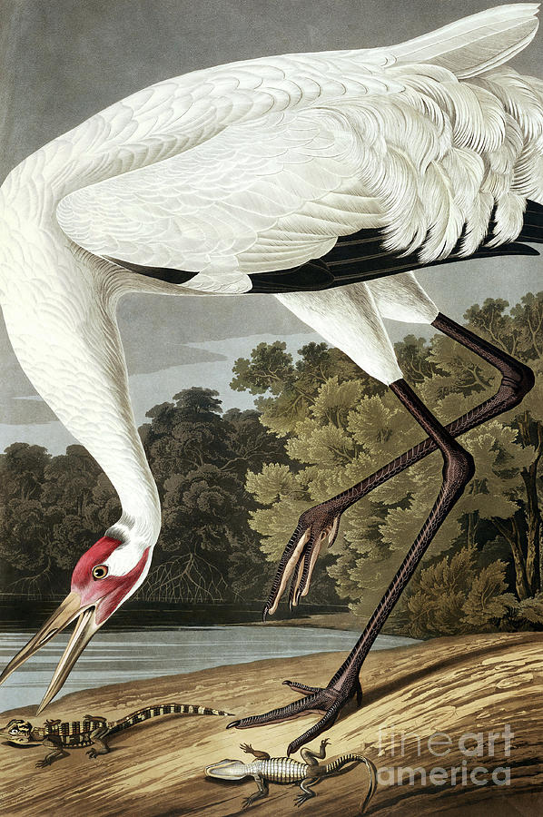 Hooping Crane, Grus Americana by Audubon Painting by John James Audubon