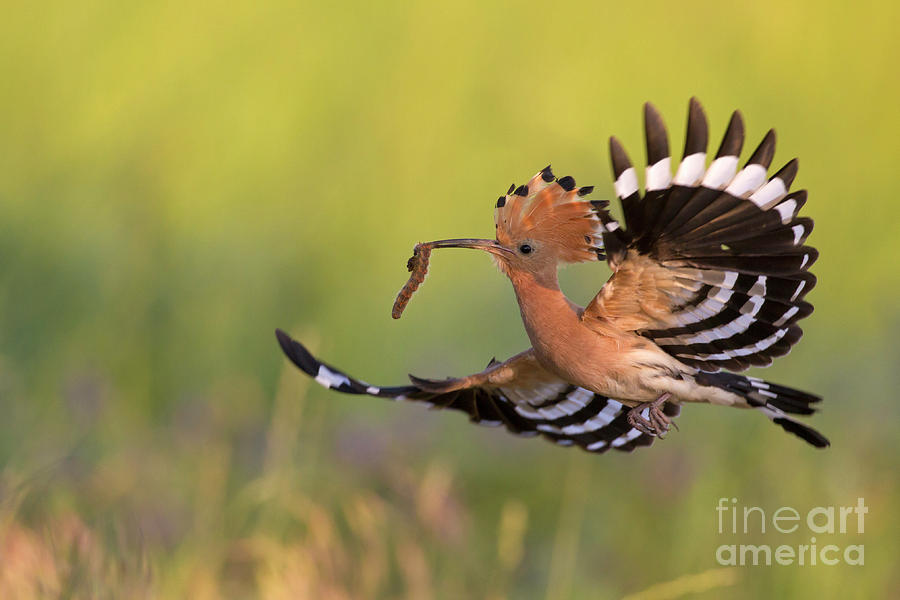Hoopoe Photograph by Arterra Picture Library