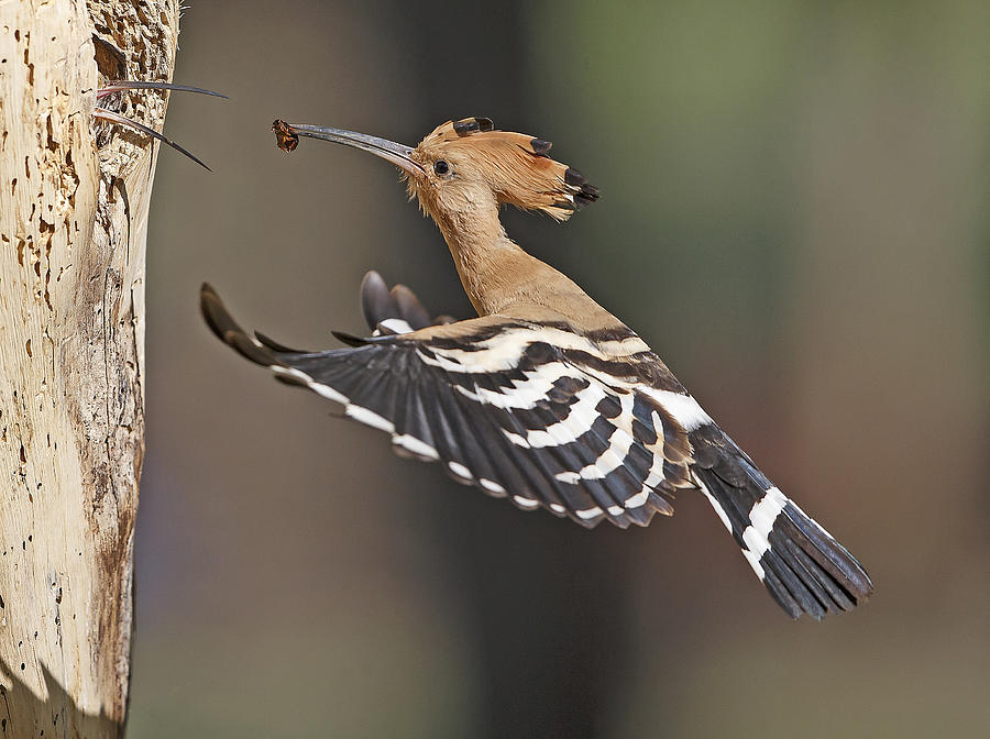 Bird Photograph - Hoopoe - Feeding The Female by Shlomo Waldmann