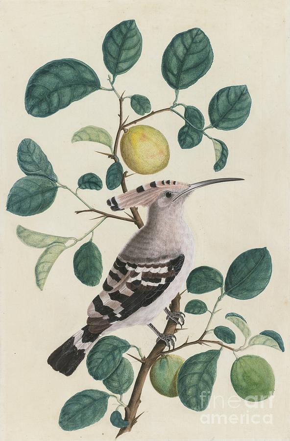Hoopoe On A Citrus Tree Branch Drawing by Heritage Images