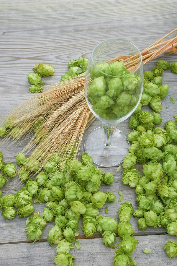 Hop Cones And Ears Of Wheat Photograph by Christopher Mick