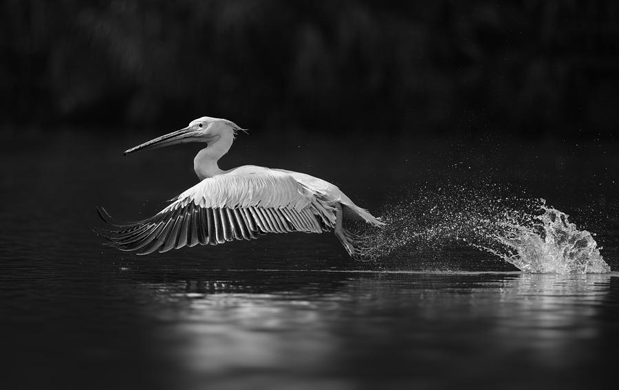 Pelican Photograph - Hop Off by C.s. Tjandra
