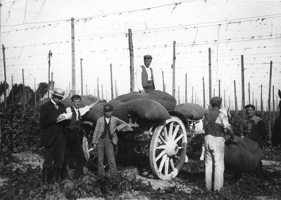 Hop Picking Photograph by Hulton Archive