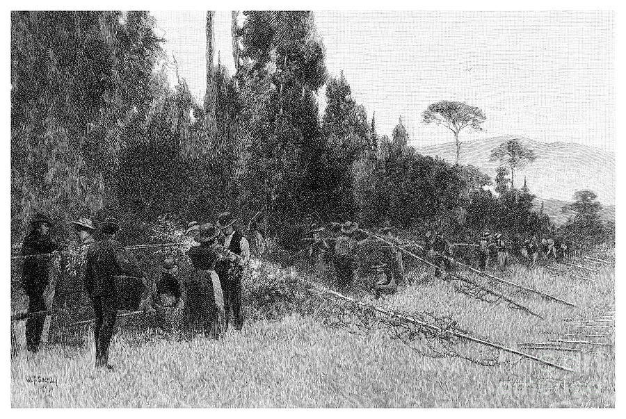 Hop Picking Near Bairnsdale, Australia Drawing by Print Collector