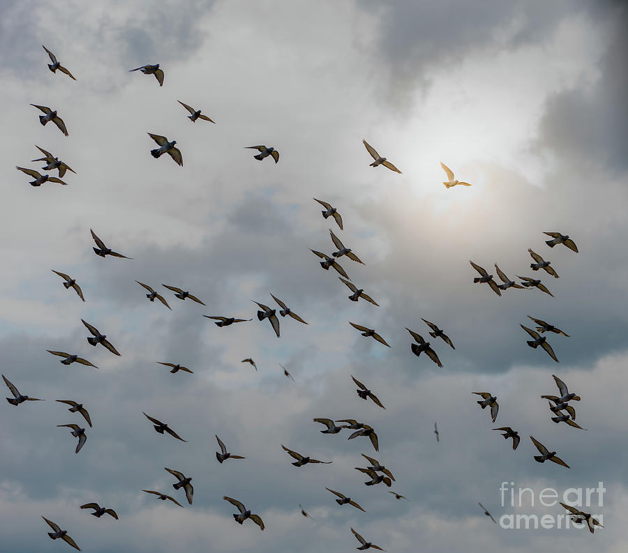 Hope and salvation, enlightened  white dove flies above a flock of dark pigeons under moody sky Photograph by Ulrich Wende