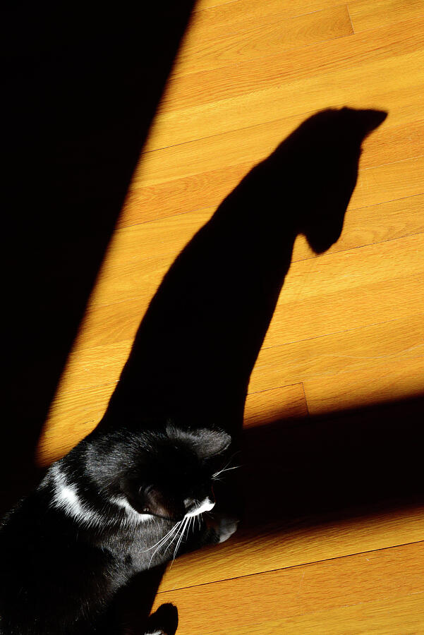 Hopi and His Shadow Photograph by Paul W Faust - Impressions of Light