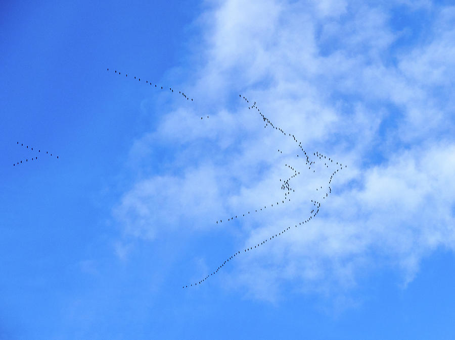 Hoping for the peace. Eurasian Crane formation Photograph by Jouko Lehto