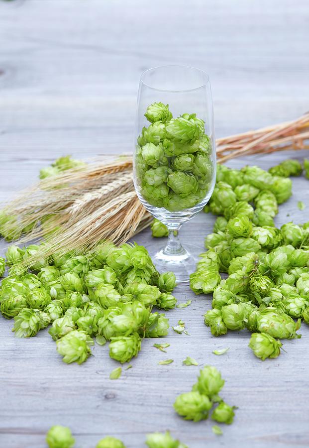 Hops And Ears Of Barley Photograph by Christopher Mick