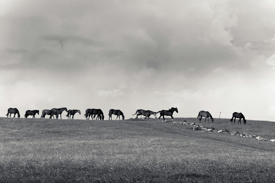 Horizon of Horses Photograph by Mark Callanan