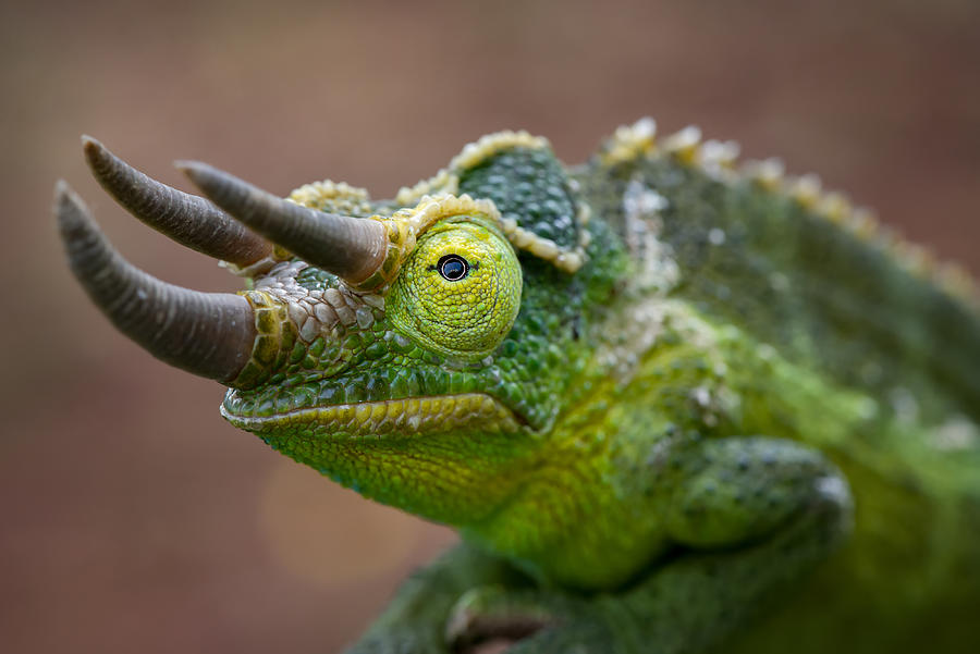Horn Chameleon Photograph by Mieke Suharini