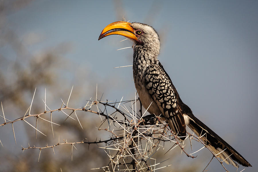 Nature Photograph - Hornbill by Franco Farinati