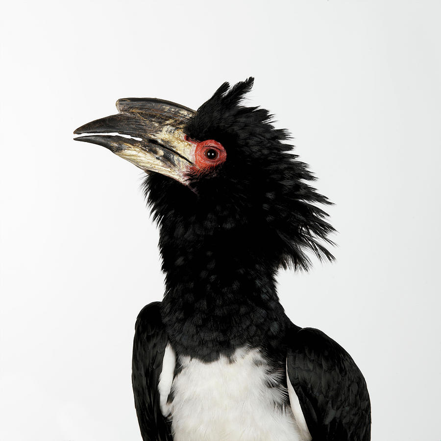 Hornbill Digital Art - Hornbill by Simon Murrell