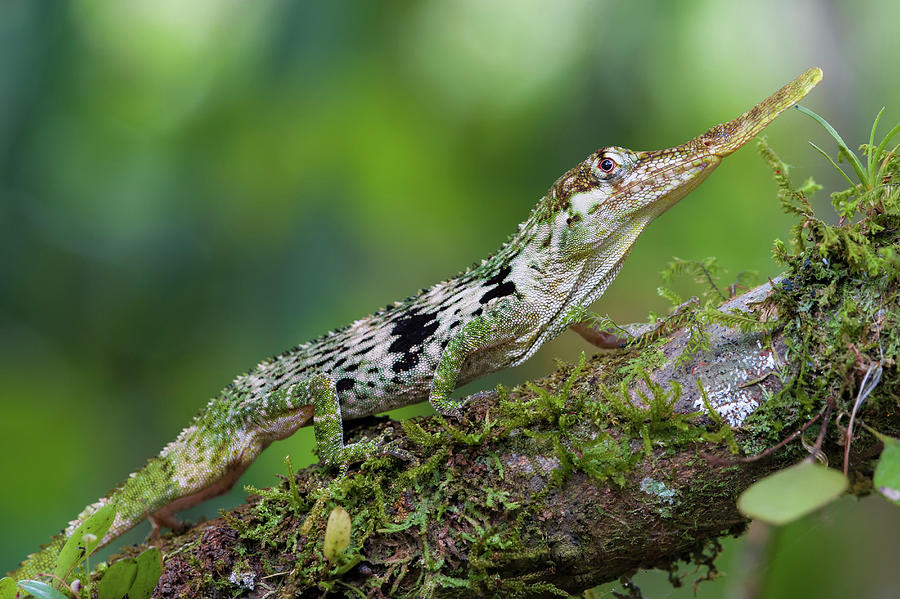 Horned Anole Male Photograph by James Christensen