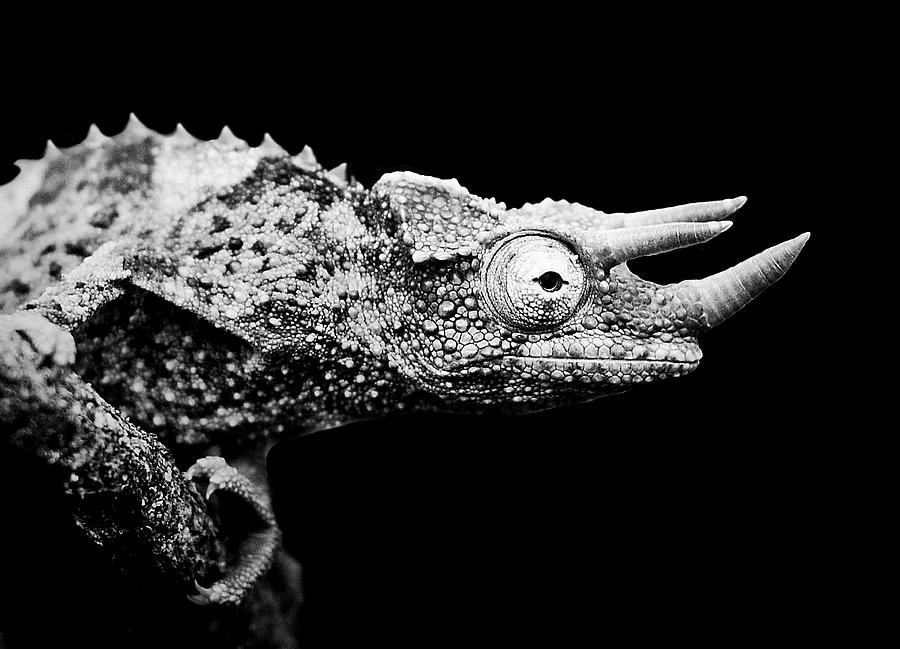 Horned Chameleon Photograph by Gail Fletcher