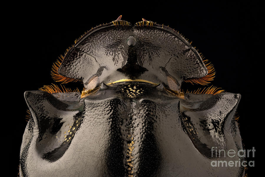 Horned Dung Beetle by Ozgur Kerem Bulur/science Photo Library