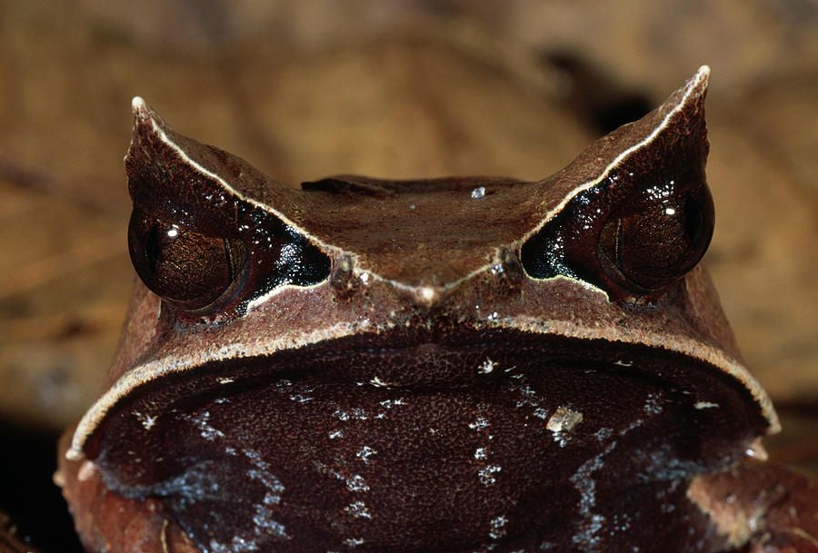 Horned Frog  Megophrys Nasuta  Head Photograph by Nhpa