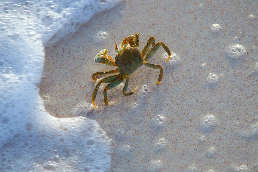 Horned Ghost Crab Ocypode Photograph by Nhpa