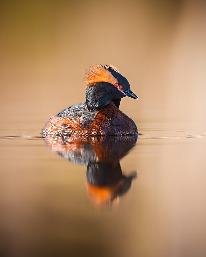 Nature Photograph - Horned Grebe With Reflection On A Mirror Like Pond by Magnus Renmyr