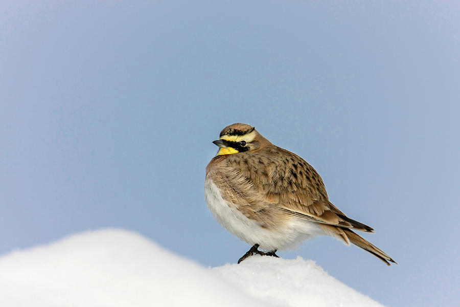 Horned Lark Photograph by Ronnie And Frances Howard