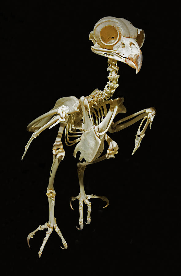 Horned Owl Skeleton Photograph by Millard H. Sharp