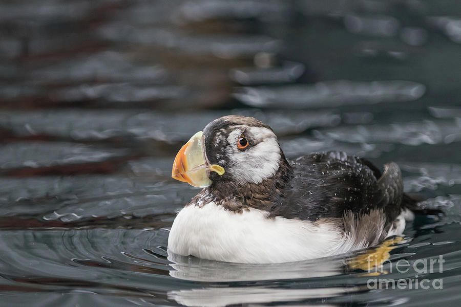 Wildlife Photograph - Horned Puffin by Eva Lechner