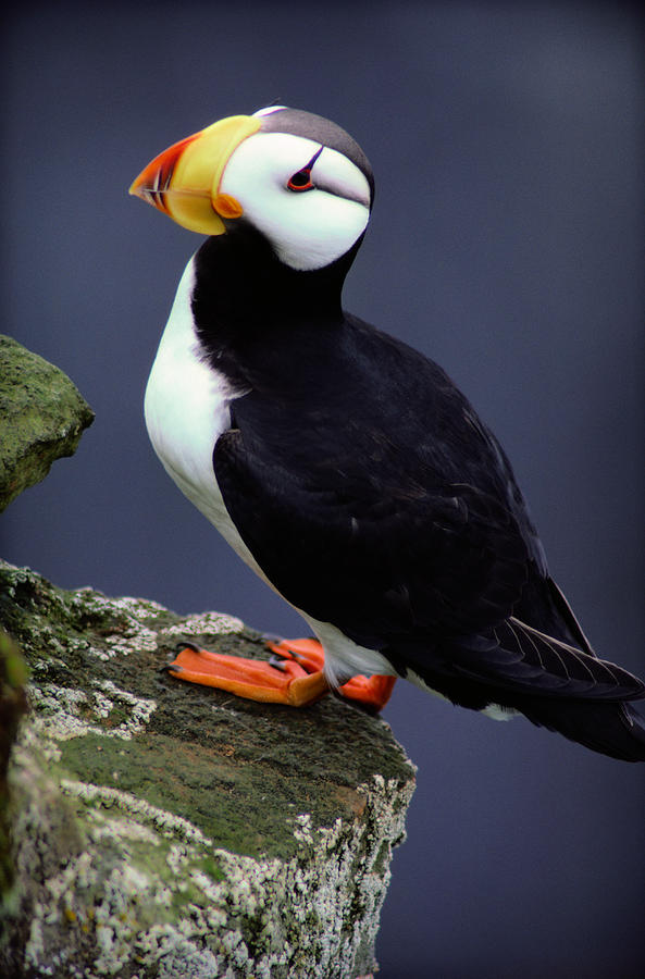 Horned Puffin Fratercula Corniculata Photograph by Art Wolfe