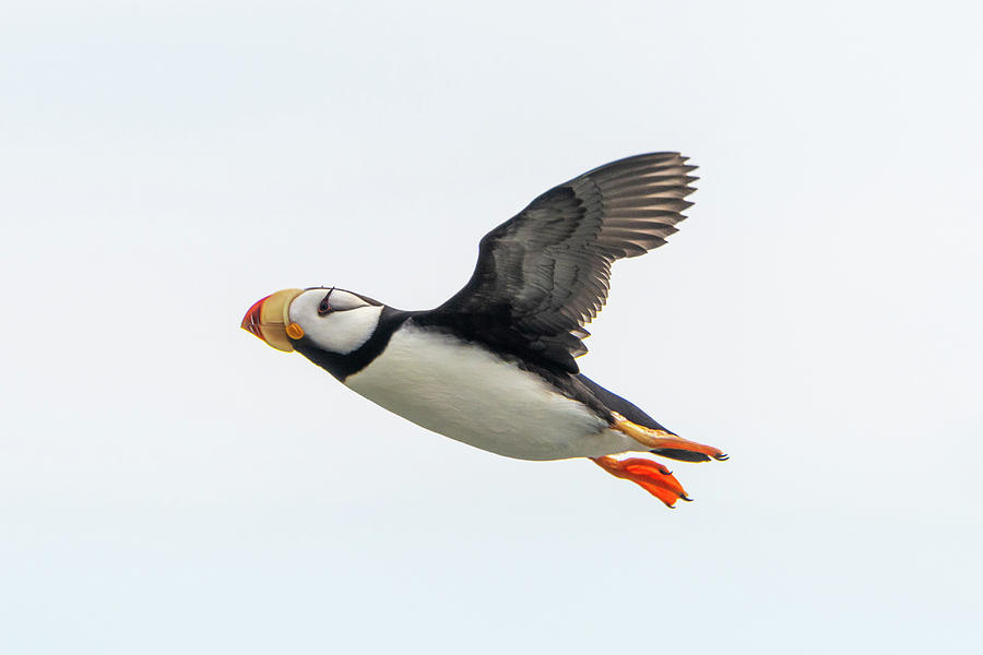Horned Puffin in Flight Photograph by Mark Hunter