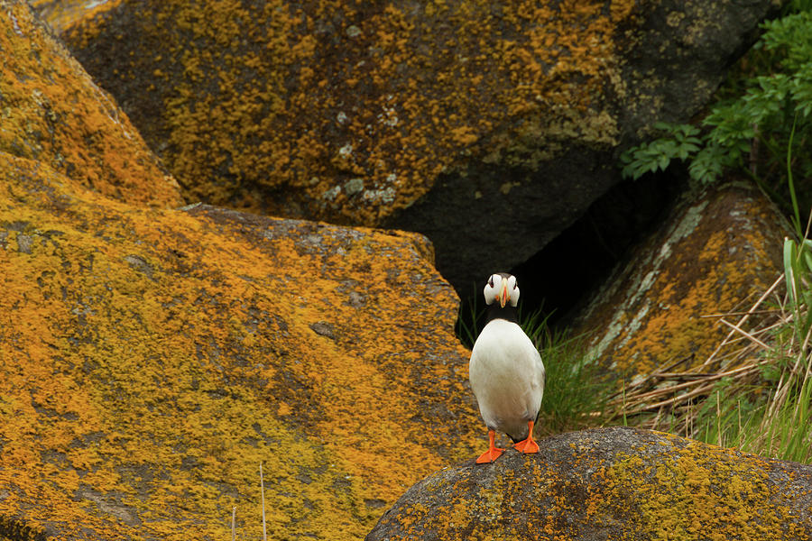 Horned Puffin, Katmai National Park Photograph by Mint Images/ Art Wolfe