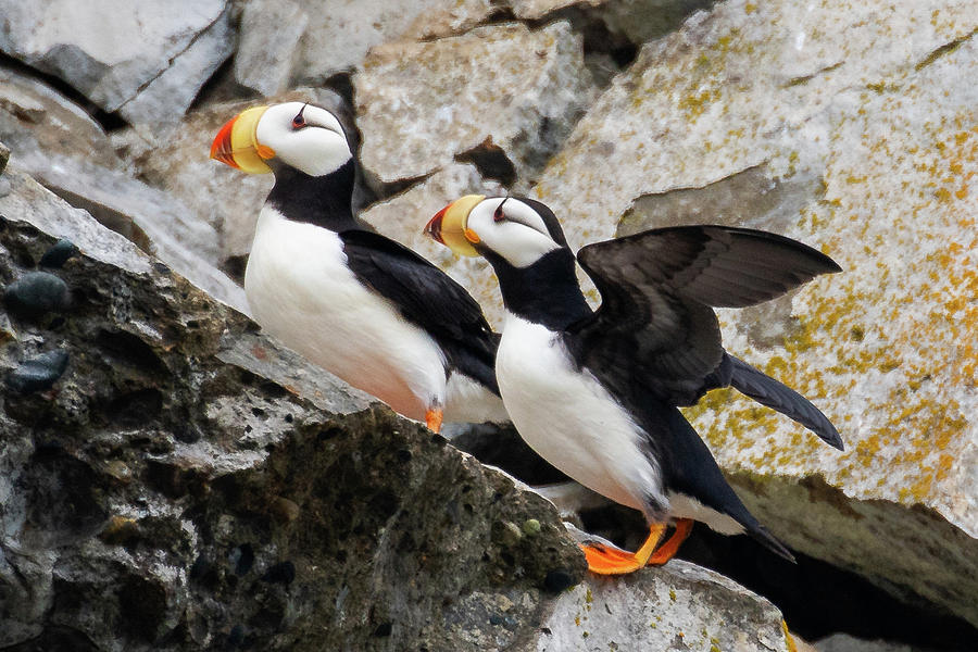 Horned Puffin Pair Photograph by Mark Hunter