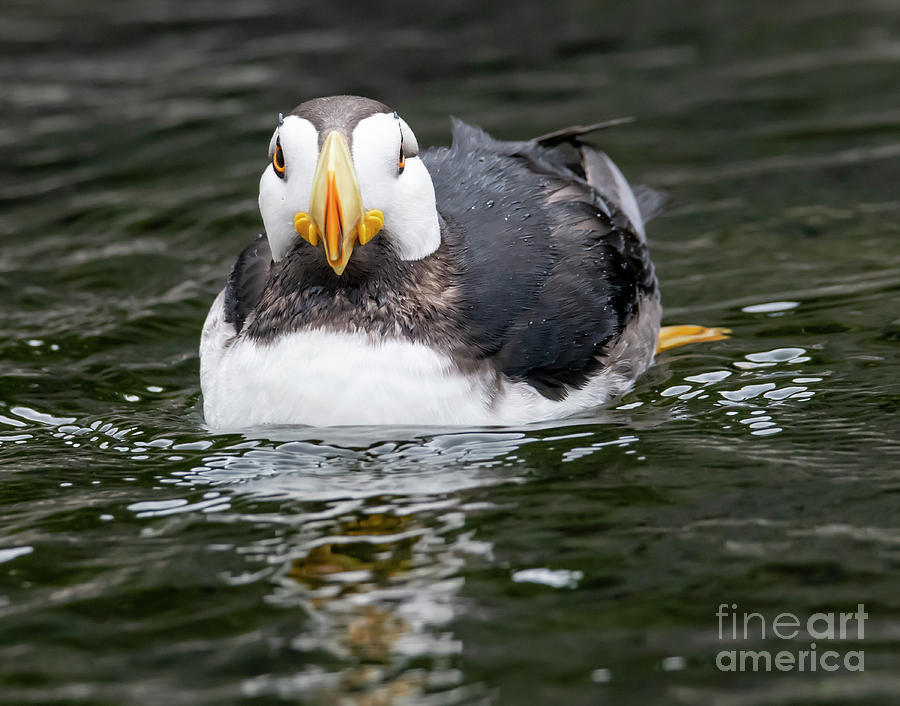 Horned Puffin Portrait Photograph by Michael Dawson