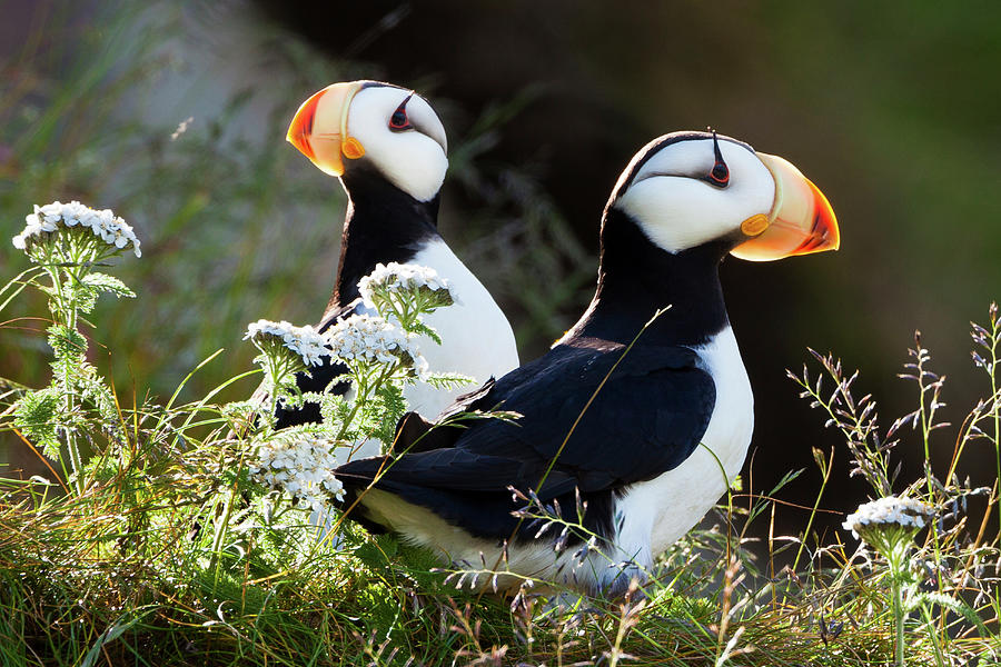 Lake Clark National Park Photograph - Horned Puffins, Lake Clark National by Mint Images/ Art Wolfe