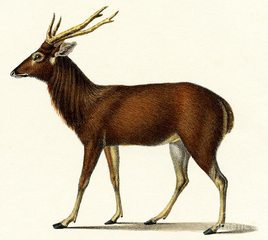 Horned Red Deer, 1824 color lithograph Painting by Karl Joseph Brodtmann