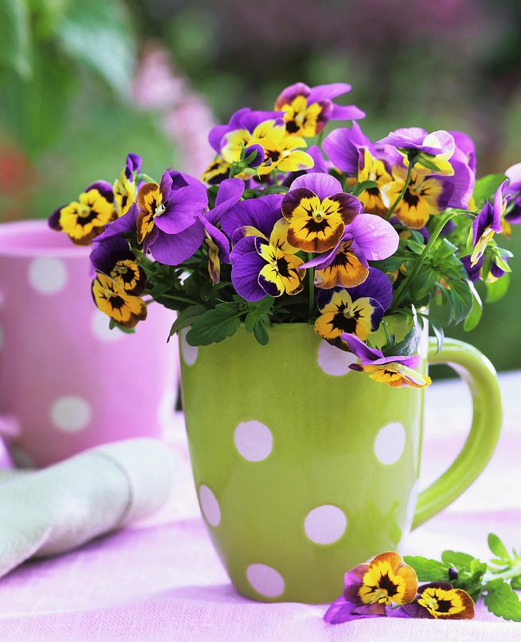 Horned Violets yellow With Purple Edge In Green Mug Photograph by Friedrich Strauss