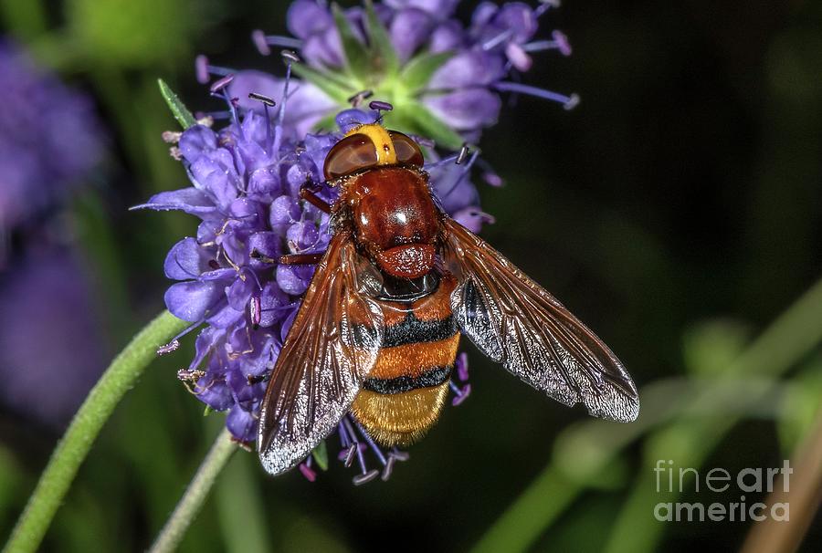 Hornet Hoverfly Photograph by Bob Gibbons/science Photo Library