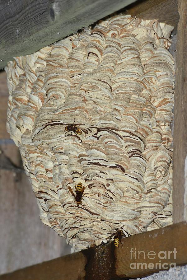 Hornet Nest Photograph by Colin Varndell/science Photo Library