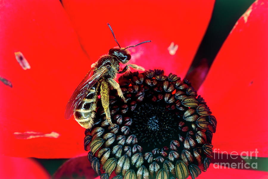Hornet On A Poppy Photograph by Dr. John Brackenbury/science Photo Library