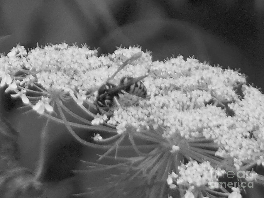 Hornet Queen Annes Lace Photograph by Rockin Docks