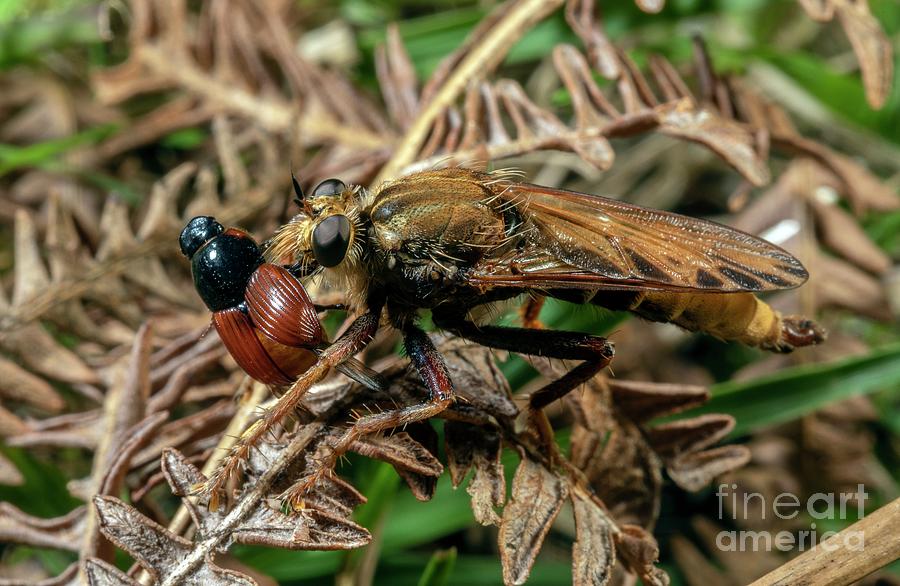 Hornet Robberfly Photograph by Bob Gibbons/science Photo Library