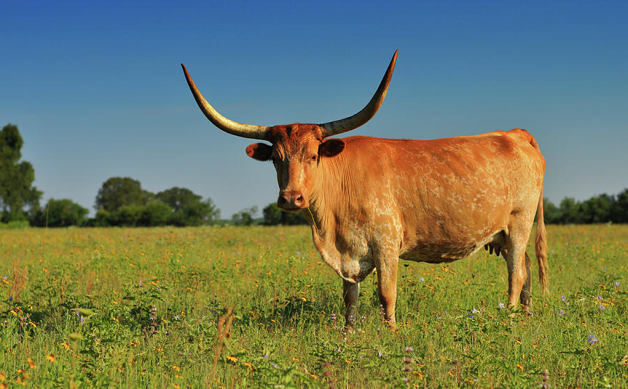 Horns Longhorn Cow In Beautiful Field Photograph by Shannonforehand