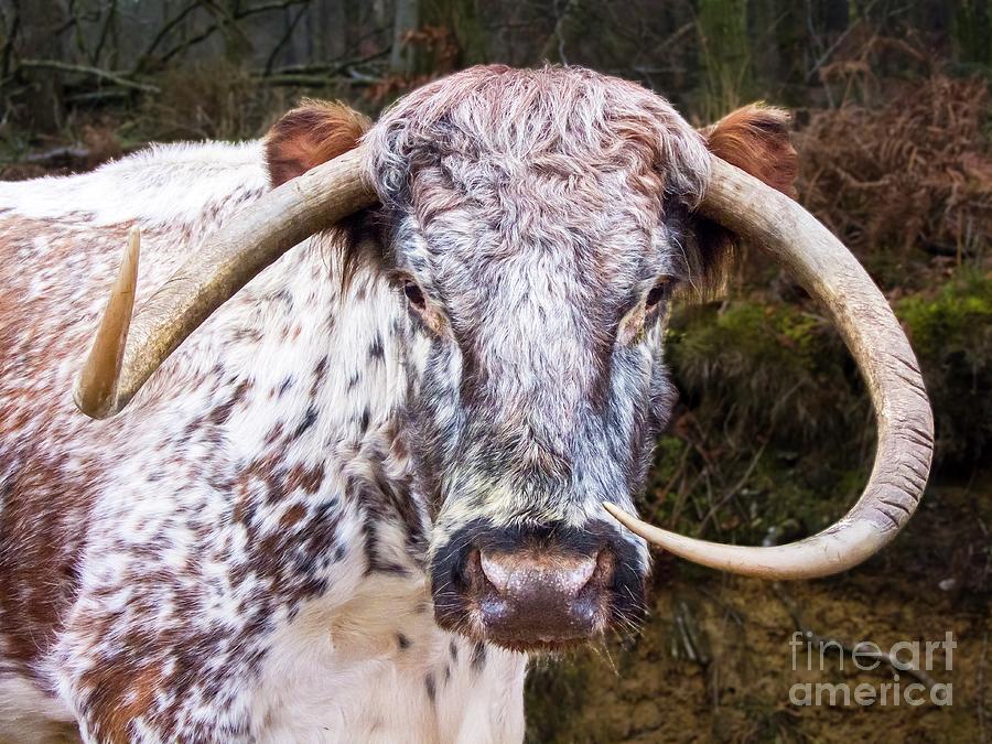 Winter Photograph - Horns Of A Female English Longhorn Cow. by Martyn F. Chillmaid/science Photo Library
