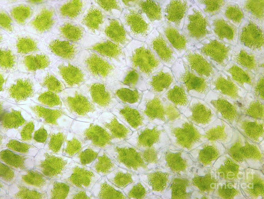 Hornwort Thallus Cells With Plastids Photograph By Magda Turzanska