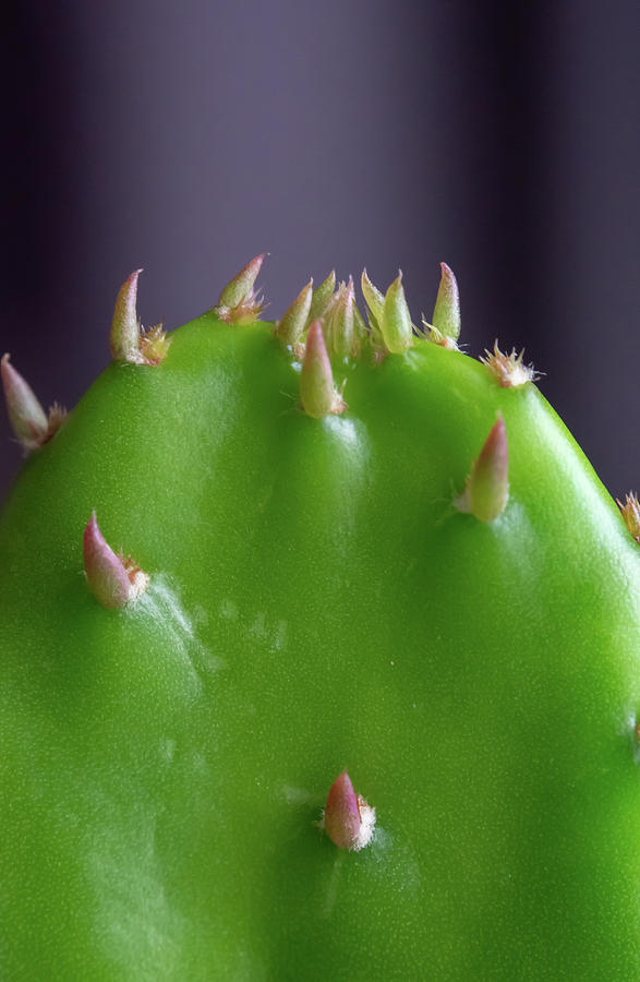 Horny Cactus Photograph by Scott Lyons