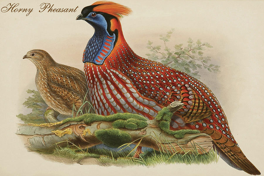Bird Painting - Horny Pheasant by John Gould