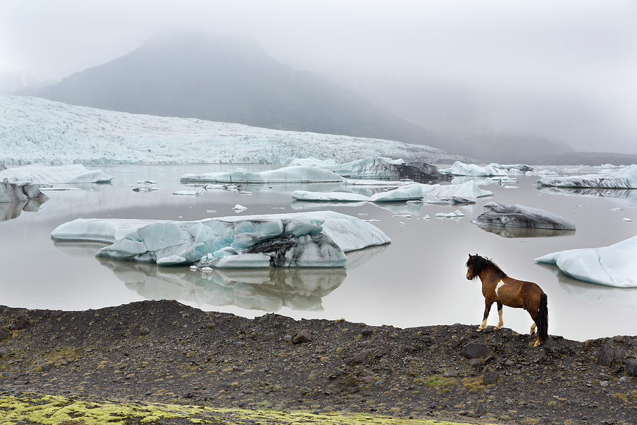 Horse & Icebergs, Iceland Digital Art by Tim Mannakee
