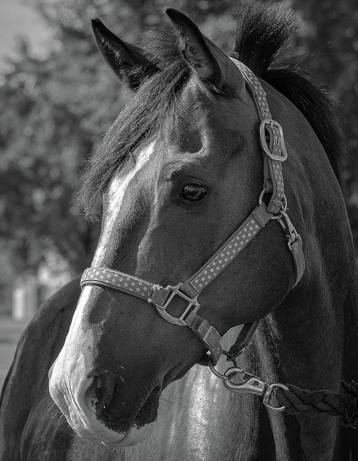 Horse 32 Photograph by Phil S Addis