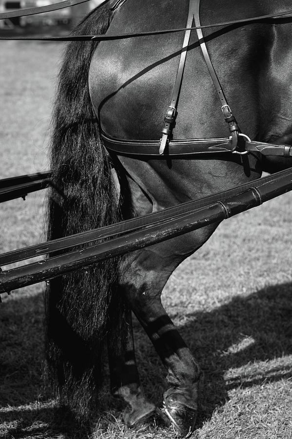 Horse 42 Photograph by Phil S Addis