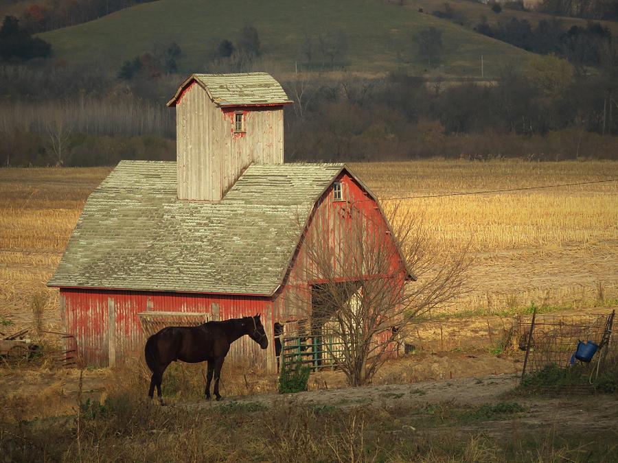 Horse and Barn  Photograph by Lori Frisch