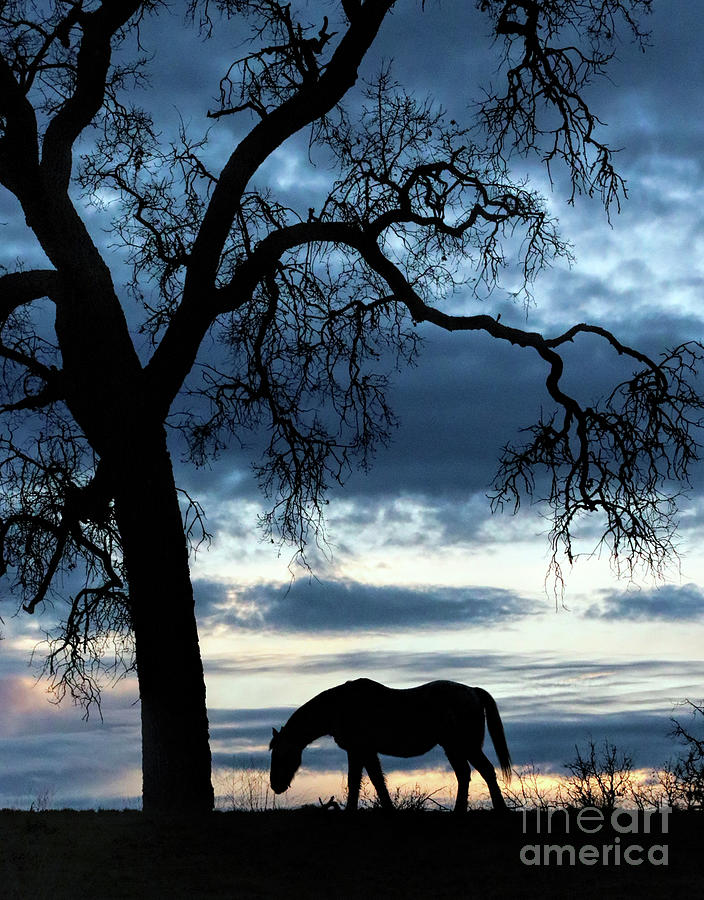 Horse and Blue Sunrise Before the Storm with Oak Tree Photograph by Stephanie Laird