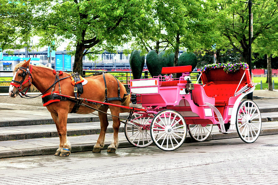 Horse and Buggy in Montreal Photograph by John Rizzuto