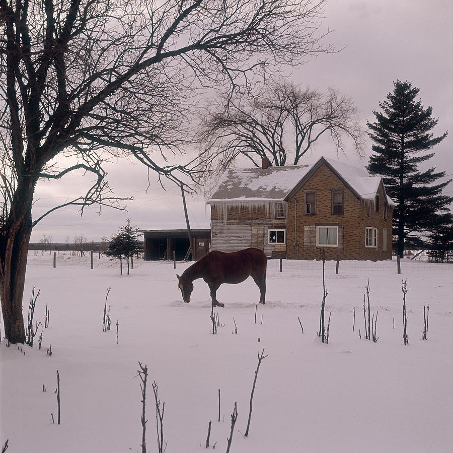 Horse And Cabin Photograph by Robert Natkin
